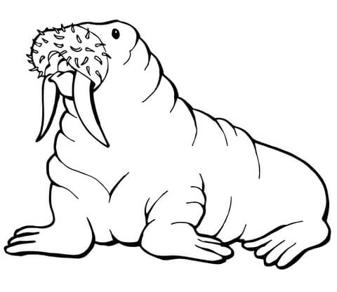 Walrus With Mustache Coloring Page